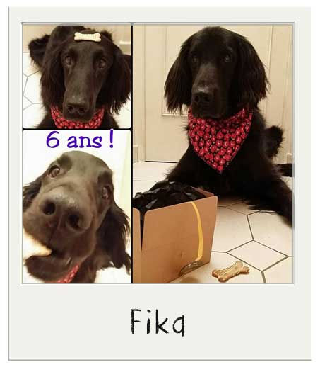 Fika avec nos Coffret cadeau pour chiens